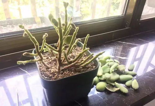 徒长是什么意思