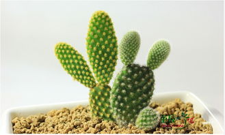 cacti,cactus,cereus哪个才是仙人掌的意思啊?它们有什么区别?