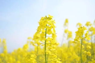 赞美油菜花的诗句大全三年级，赞美油菜花的七绝
