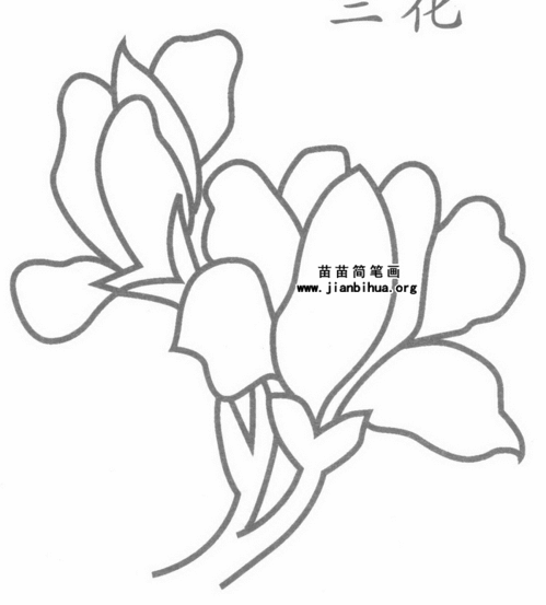 兰花图片简笔画大全，简笔画兰花的画法