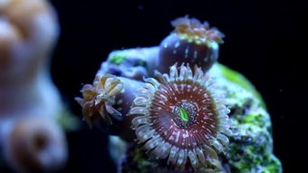 coral feef，coral怎么读