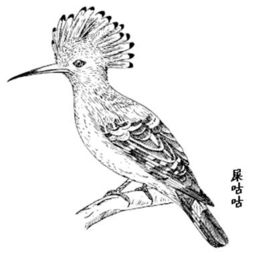 屎咕咕是啄木鸟吗，屎咕咕鸟的功效和作用