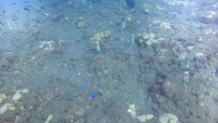 corals是什么意思