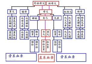 旁系血亲，旁系三代是指哪三代