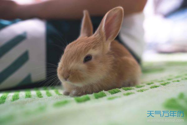 属兔的今年多大了岁数表