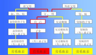 旁系血亲关系包括哪些人?