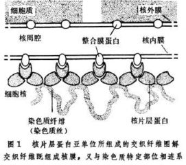 核膜是双层膜,由两层磷脂分子组成