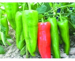 2022年美菜网卖菜销售赚钱吗