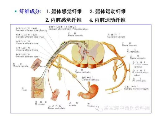 神经系统的脊神经