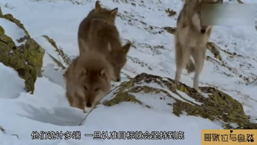 狗行千里吃屎,狼行千里吃肉什么意思