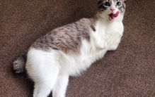 猫坚强什么意思，猫坚强视频