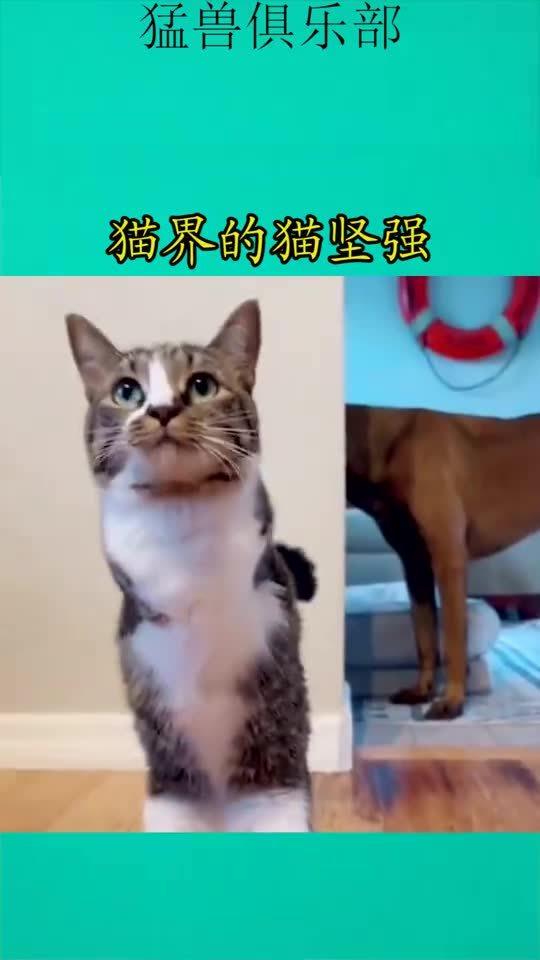 独自生存40天,还生了一窝小猫,疫情下的武汉猫坚强为何如此厉害?_百度