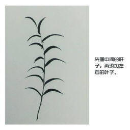 芦苇的芦组词二字，芦苇组词组