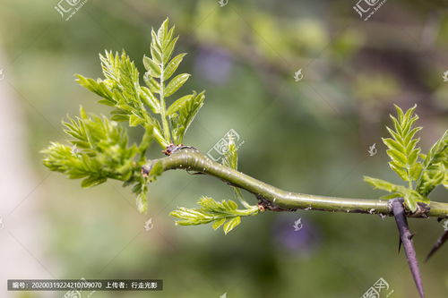 树芽图片，树芽菜