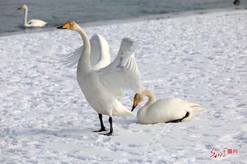 swans怎么读，swans泳衣怎么样