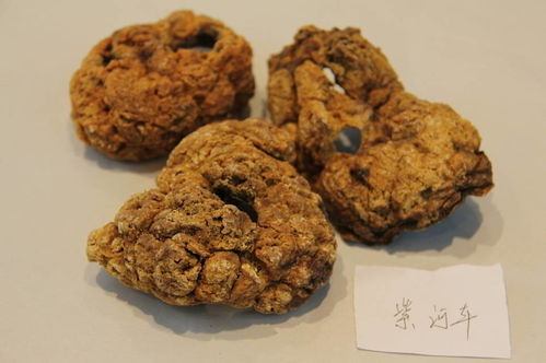 紫河车是什么