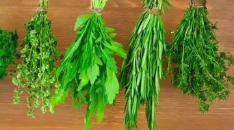 汉字上菜籽和菜子的区别