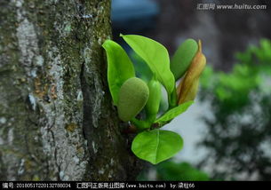 小树树芽的寓意