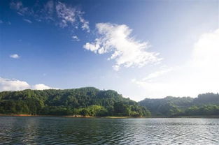 金光湖在哪里，金光菊花语和寓意