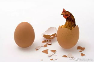chicken是什么意思呢?