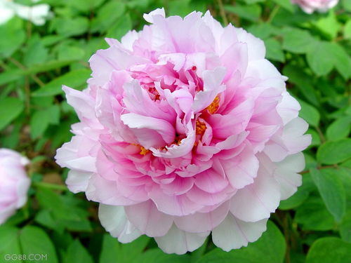 花中之王是哪种花，花中之王牡丹花绕口令