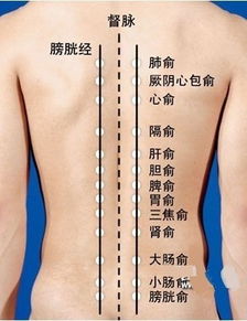 肺腧小儿的准确位置，肺腧心腧准确位置图
