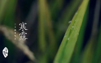 寒露吃什么食物养生，寒露吃什么食物好