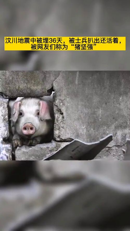 沪定地震也有“猪坚强”,被埋45天后获救,现在这只猪怎么样了?