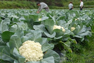 青菜老了长了花叫什么