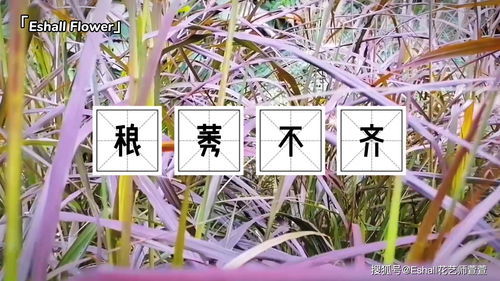 不稂不莠的拼音