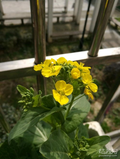 青菜花的功效与作用是什么，青菜花生米凉拌菜的做法