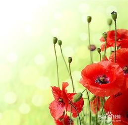 各类花的花语及含义
