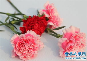 所有花的含义和花语是什么，所有花的寓意是什么