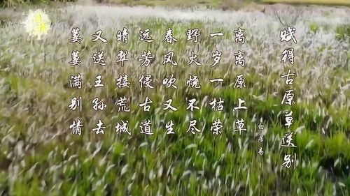赋得古草原送别整首诗