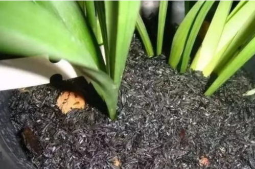 草灰种花有什么作用与功效