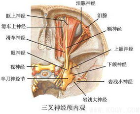 脑神经有多少对?分别是哪些?，人的脊神经有多少对