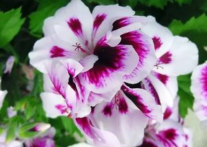 geranium精油，geranium oil