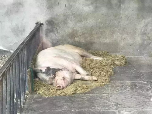 猪坚强还活着吗2021，猪坚强还活着吗图片