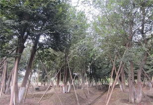 树木丛生下一句是什么意思，树木丛生啥意思