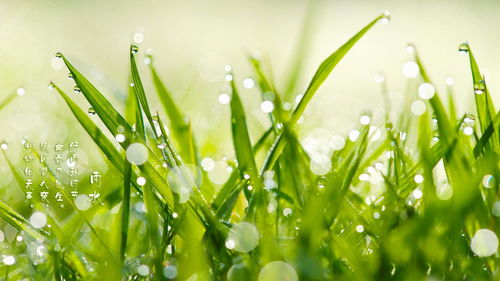 二十四节气雨水吃什么