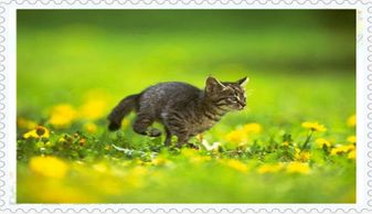 猫课文原文，猫课文围绕猫的可爱讲了哪几层意思