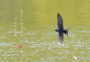 燕字笔顺怎么写
