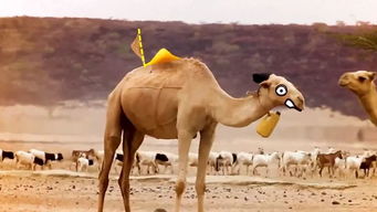 Camel什么意思