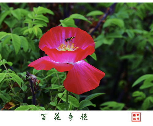 百花争艳的拼音怎么写啊，百花争艳 的拼音