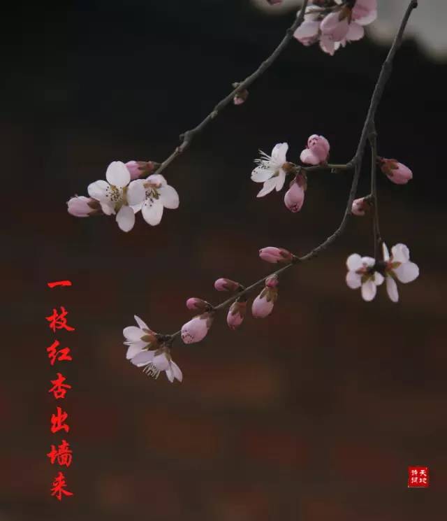 应怜屐齿印苍苔小扣柴扉久不开翻译，应怜屐齿印苍苔这句话是什么意思