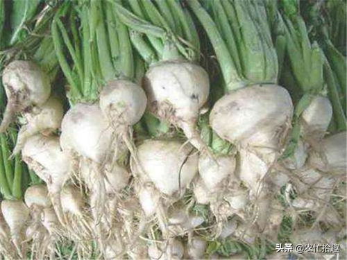蔓菁的拼音