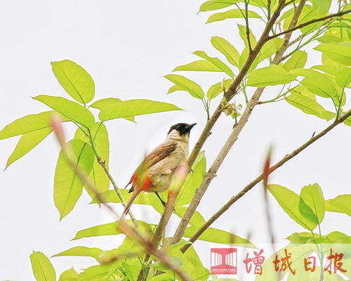 报春的鸟儿有哪些