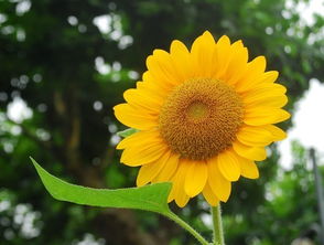 生机勃勃的太阳花答案，生机勃勃的太阳花(节选)答案