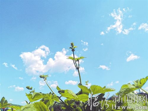 芳草萋萋鹦鹉洲整首诗，芳草萋萋鹦鹉洲是谁的诗