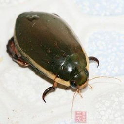 龙虱的解释龙虱的解释是什么